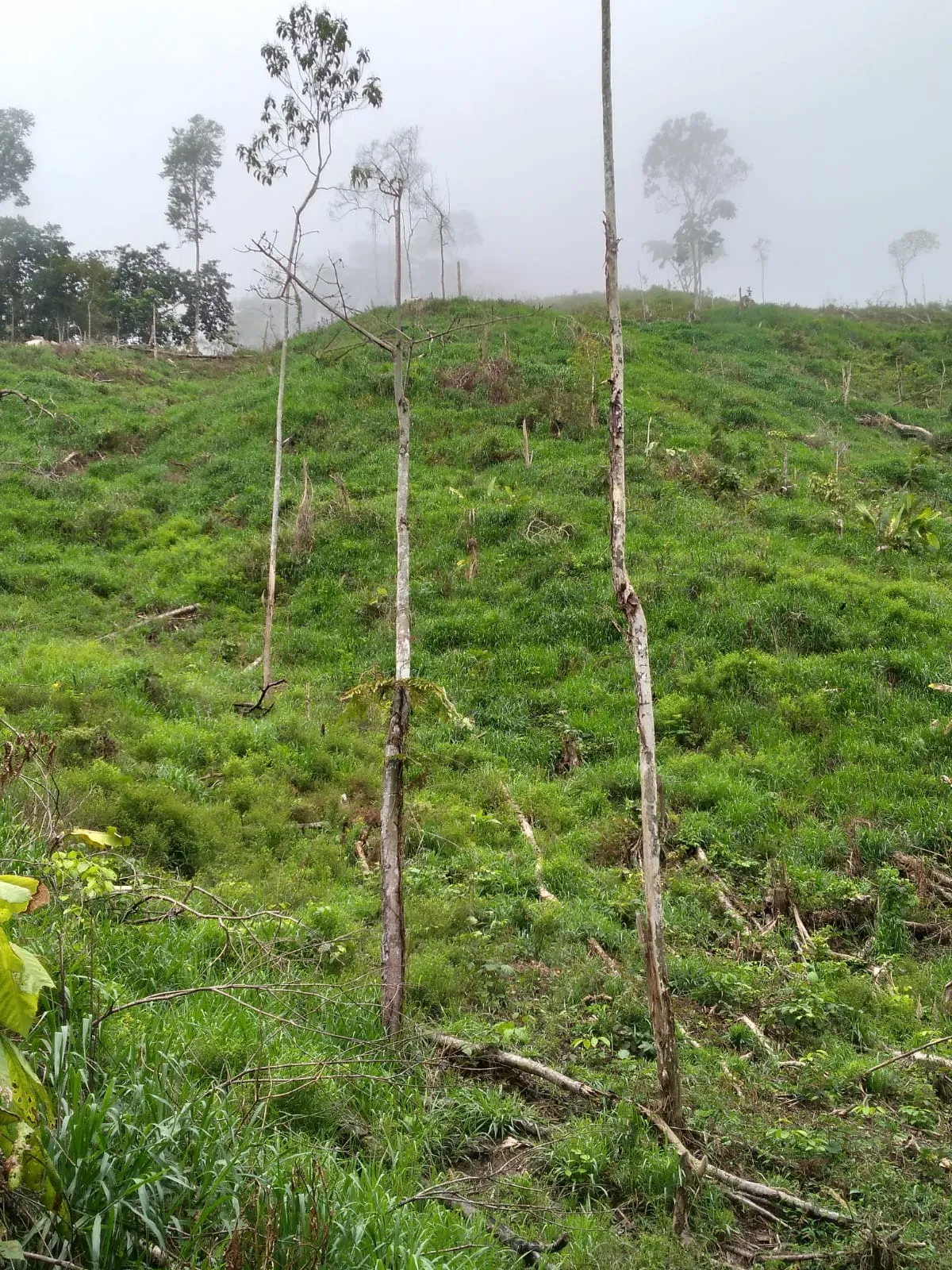 Hermosa propiedad 97 ectareas La finca está - 2