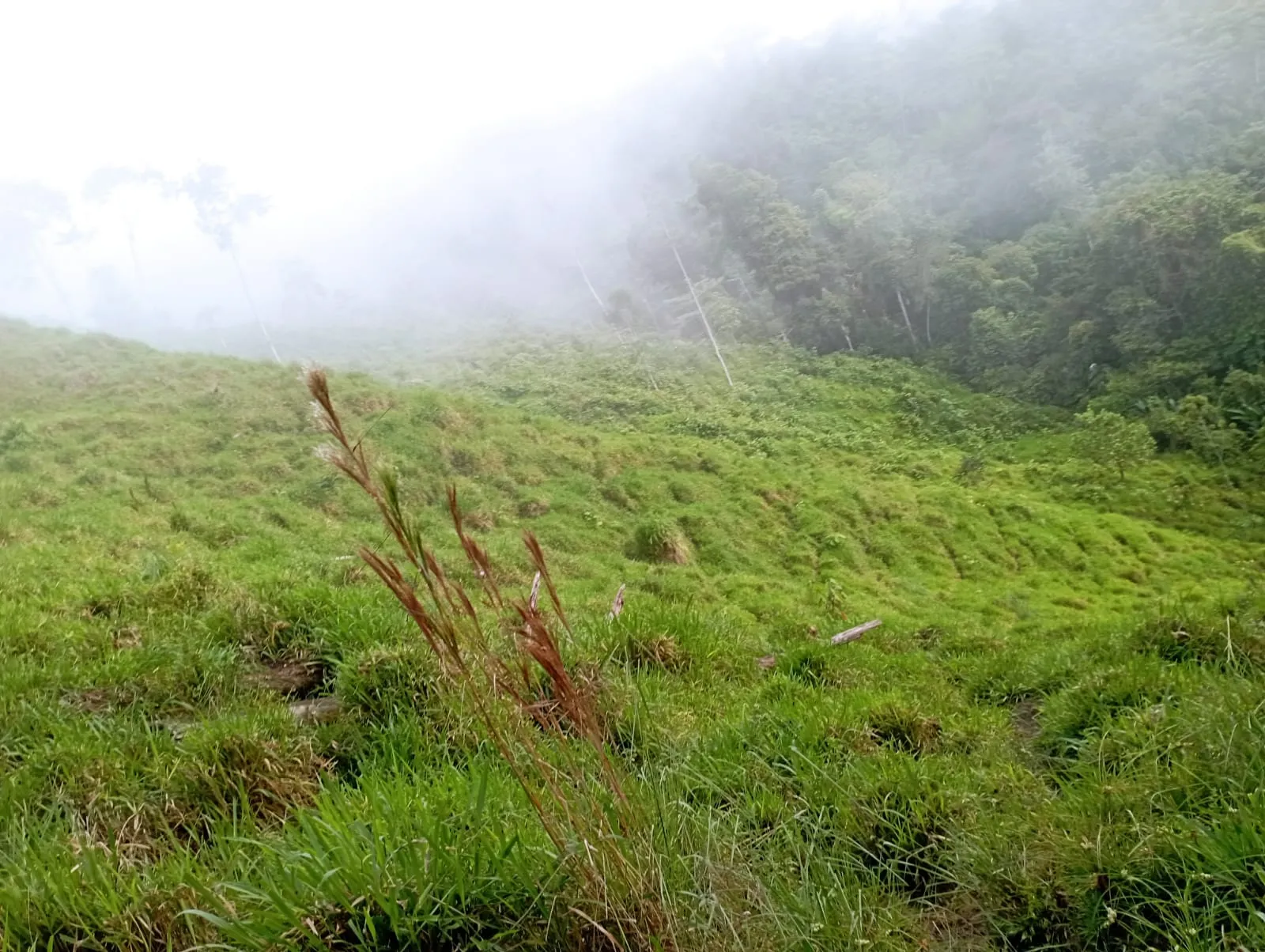 Hermosa propiedad 97 ectareas La finca está - 3
