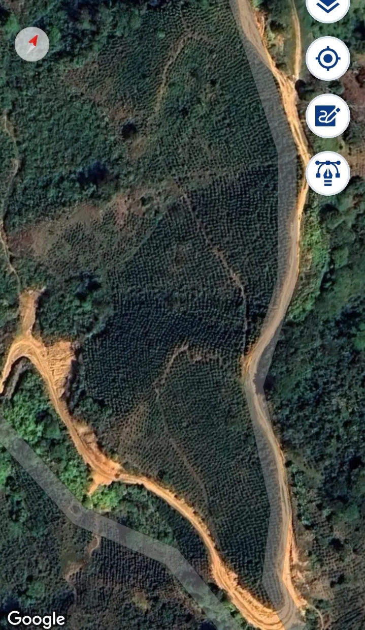 EN VENTA 2 LOTES DE 5 HECTÁREAS CON CULTIVO DE CAFE - 2