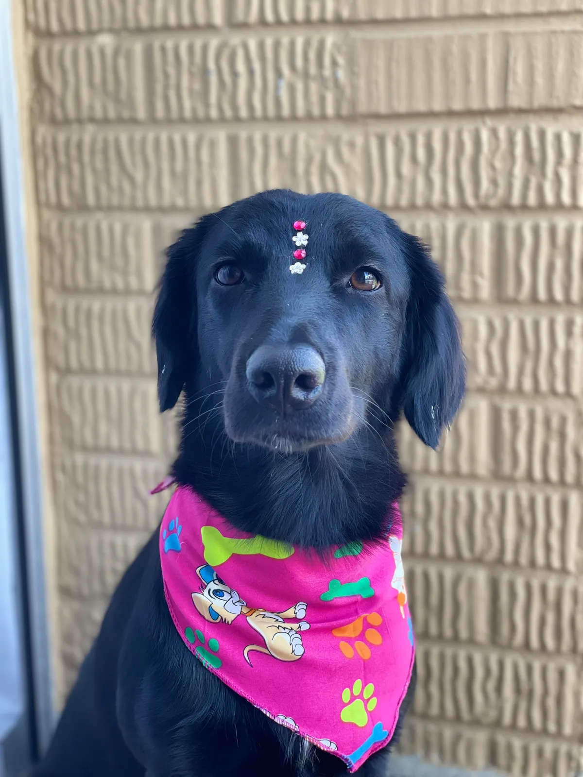 Peluquería canina y felina a domicilio en Medellín y área metropolitana - 2