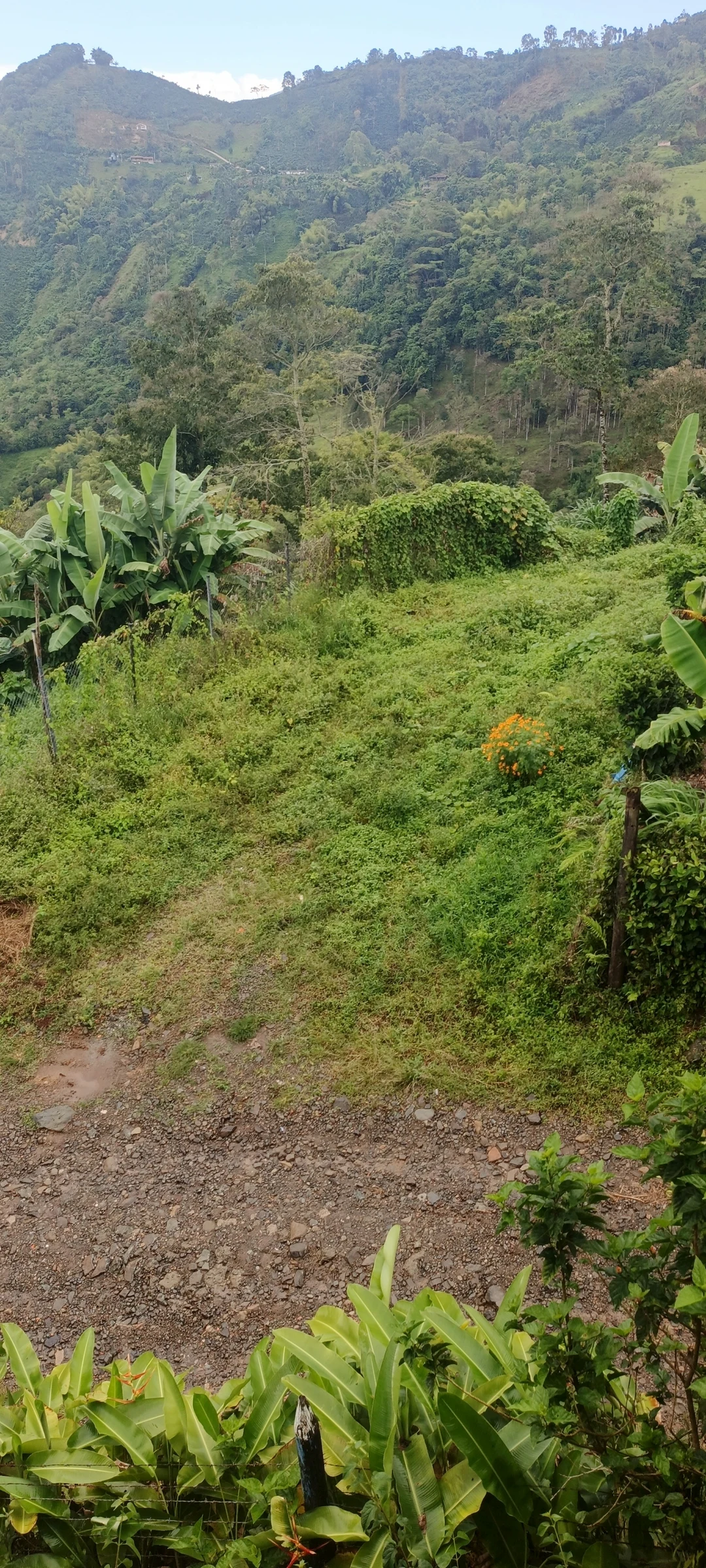 Se vende lote en el suroeste antioqueño - 4