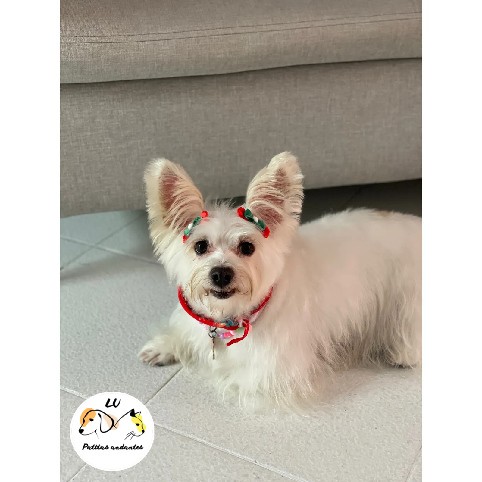 Peluquería canina y felina a domicilio en Medellín y área metropolitana - 4