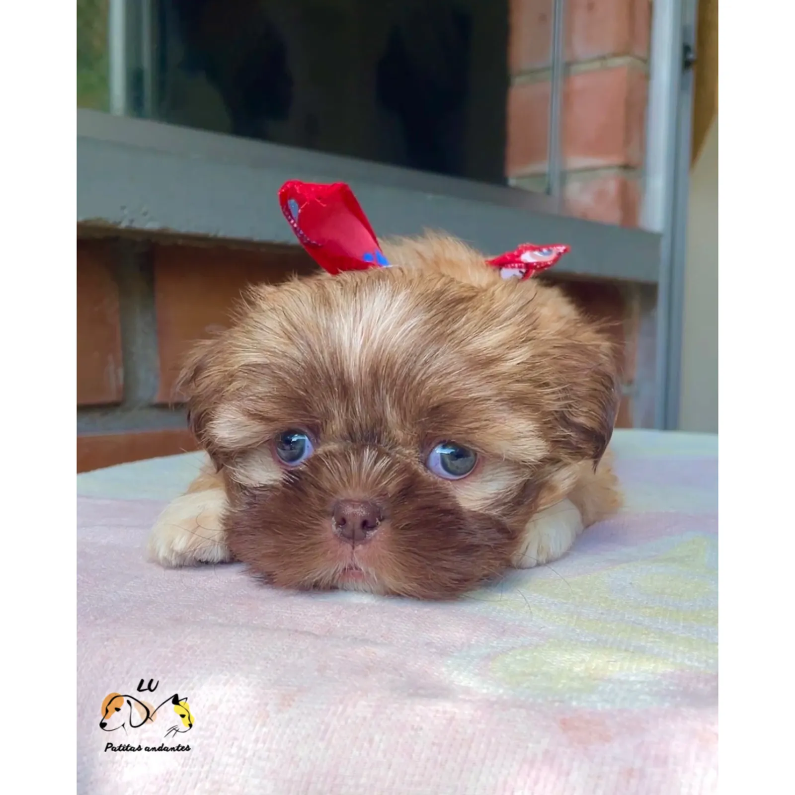 Peluquería canina y felina a domicilio en Medellín y área metropolitana - 3