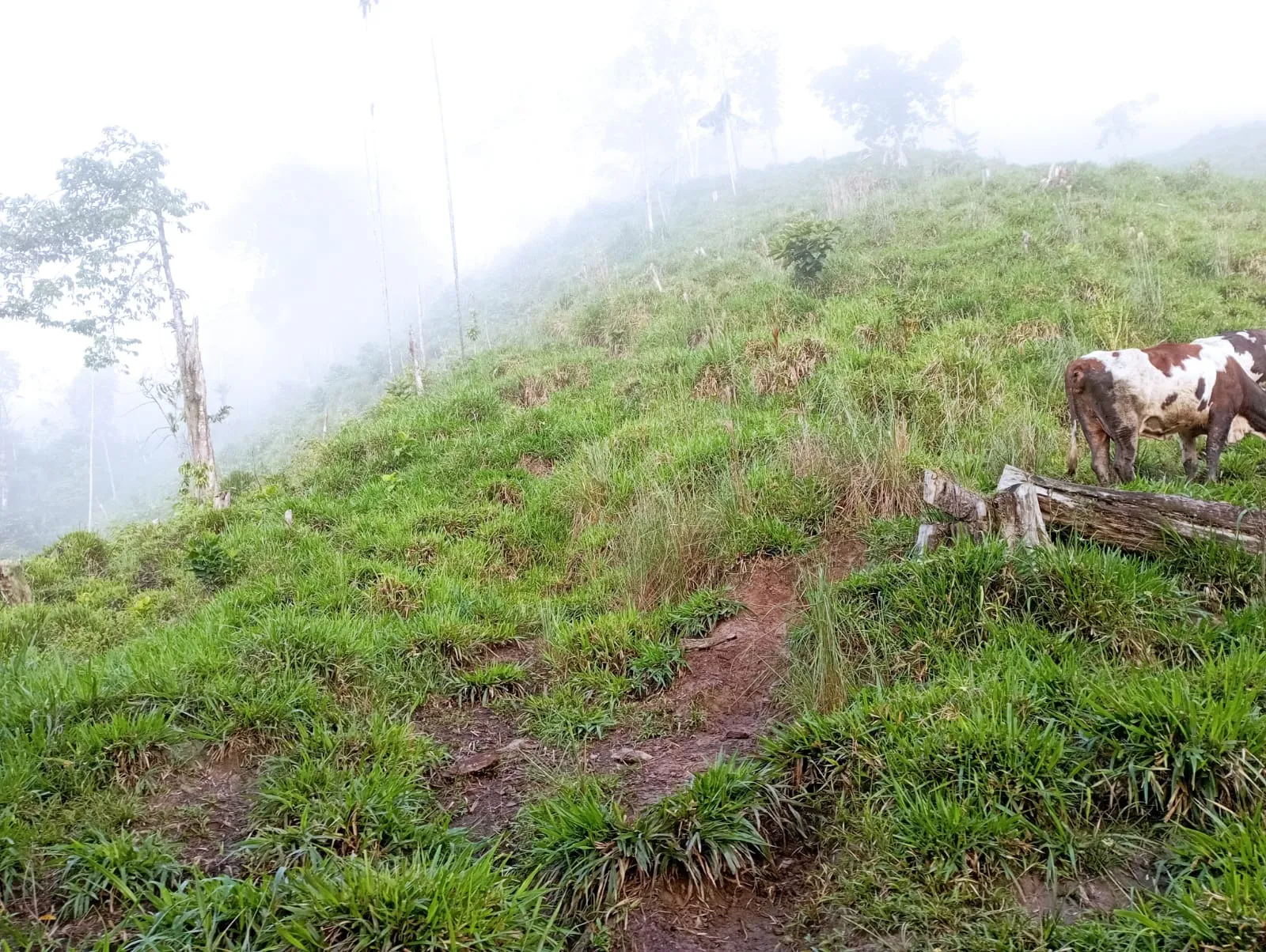 Hermosa propiedad 97 ectareas La finca está - 4