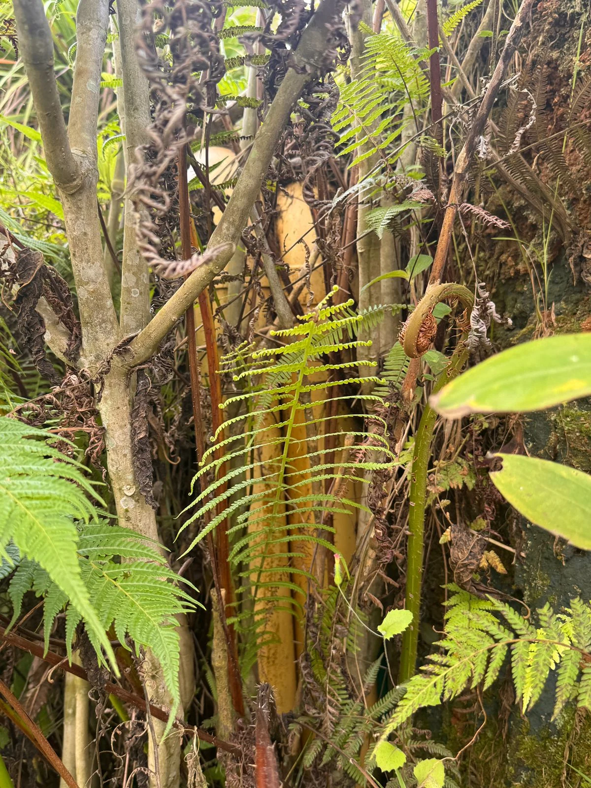 Parcela agrícola 2.670 m² con casa de 132 m² en Cali, linderos a carretera - 12