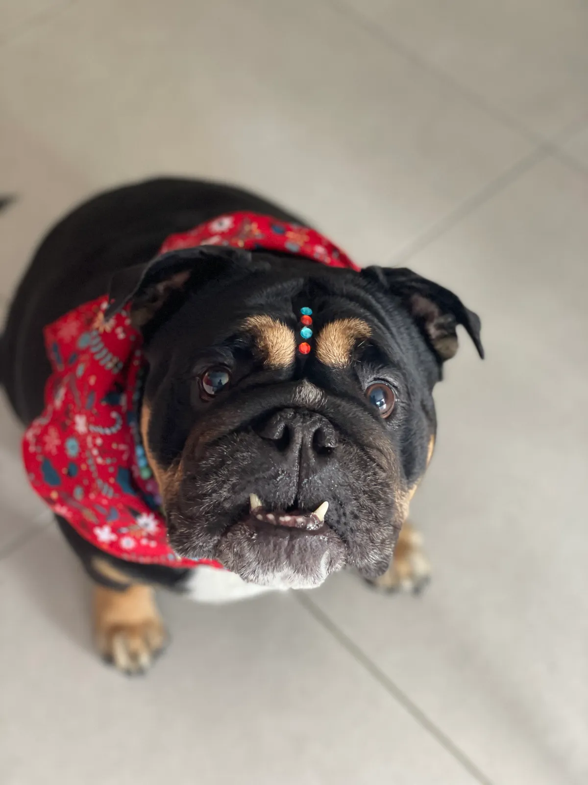 Peluquería canina y felina a domicilio en Medellín y área metropolitana - 5