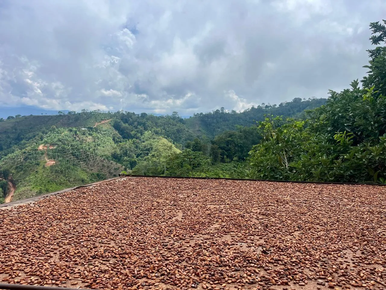 Finca 20 ha productiva - cacao/aguacate/cítricos + 2 casas + lagos — Rionegro Santander $1.300M - 3